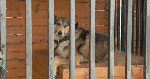 В Благодарненском муниципальном округе появится модульный пункт временного содержания животных без владельцев для единовременного содержания 80 собак и 20 кошек